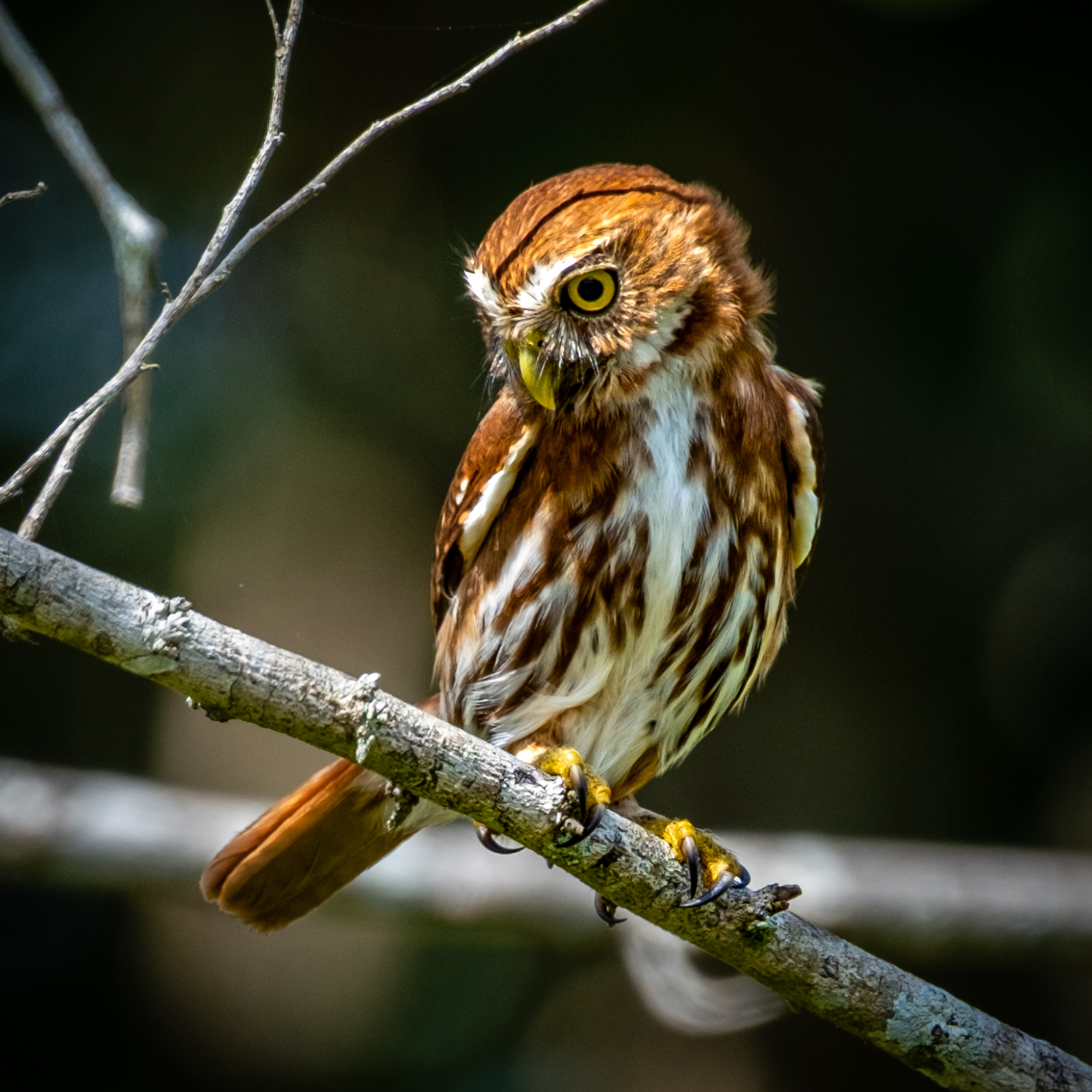 Ferruginous Pygmy Owl