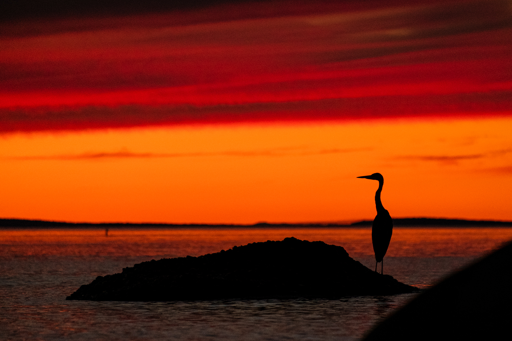 Great Blue Heron Sunset