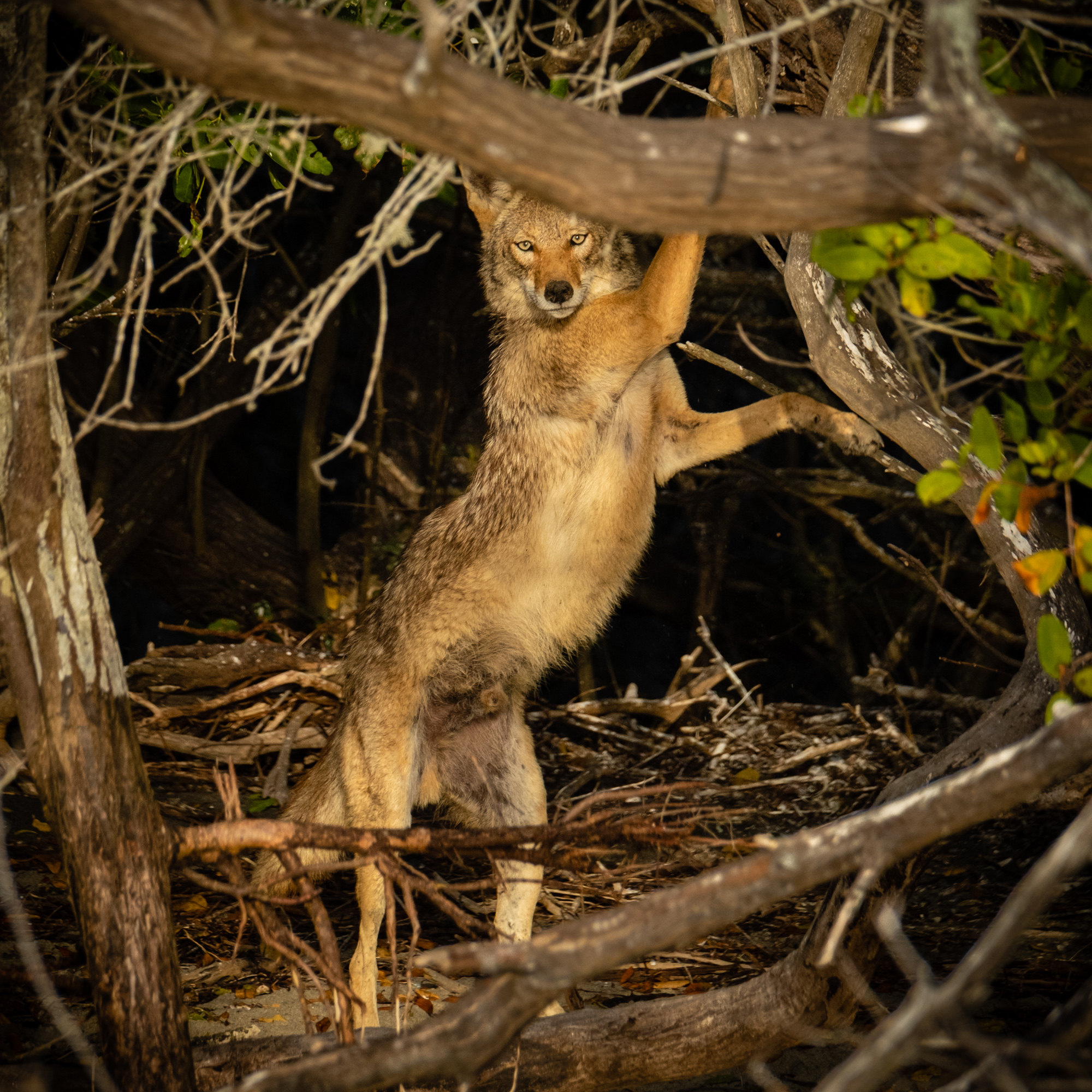 Island Coyote