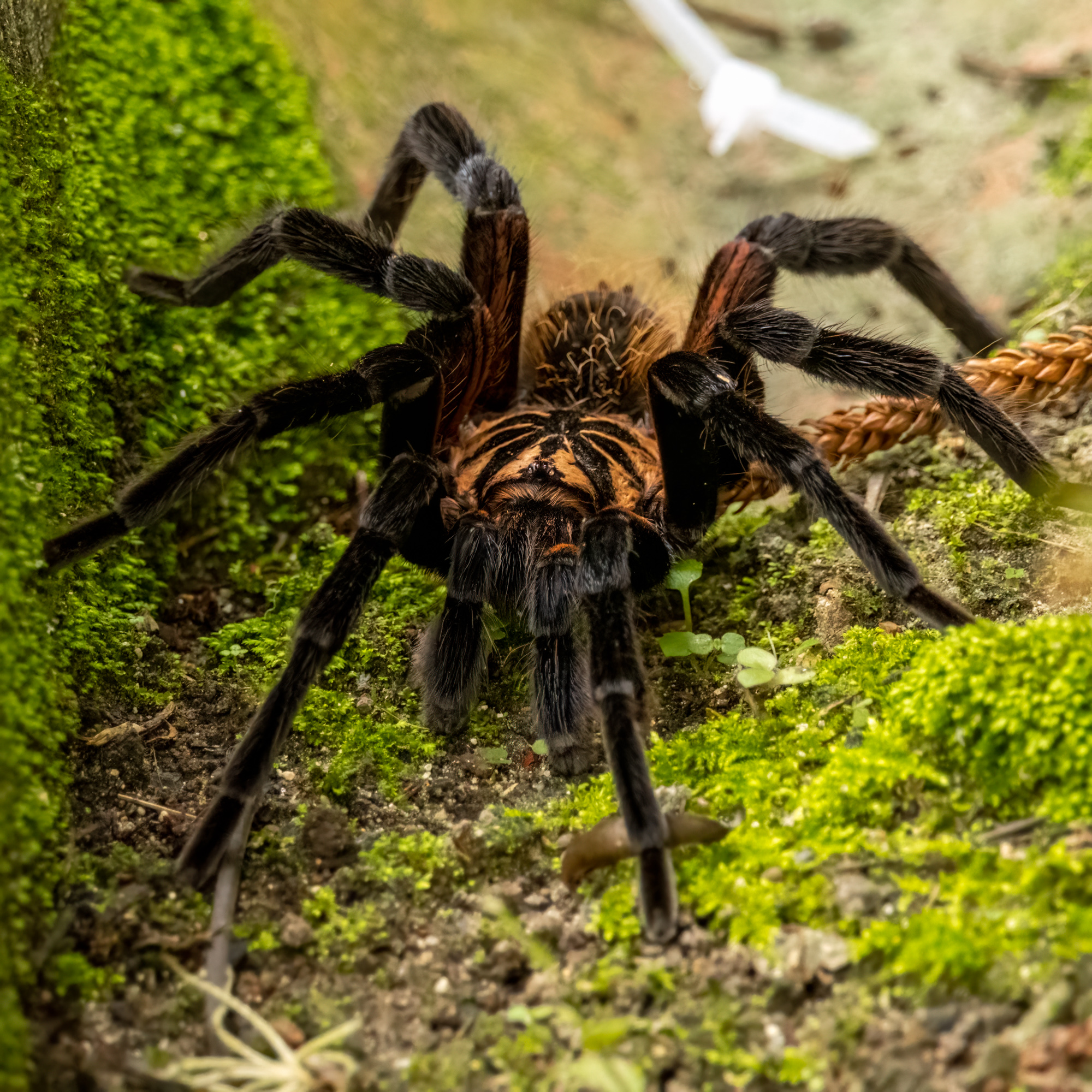 Colombian Lesserback Tarantula